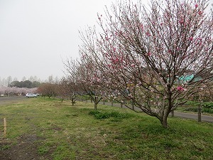 0331genpei.jpg