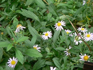 2011_1022_ĳ2.jpg