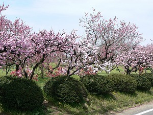 2012_0413_WZCgE.jpg