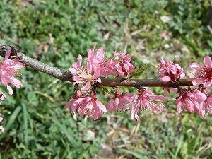 2012_0413_g崓.jpg