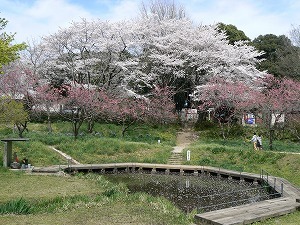 2012_0413_ׂƓ.jpg
