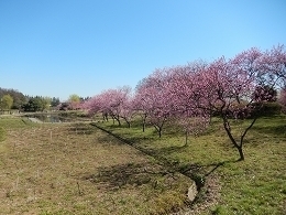 DSCN6087.jpg