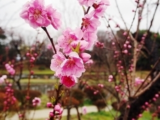 ̔@ԁ@.jpg