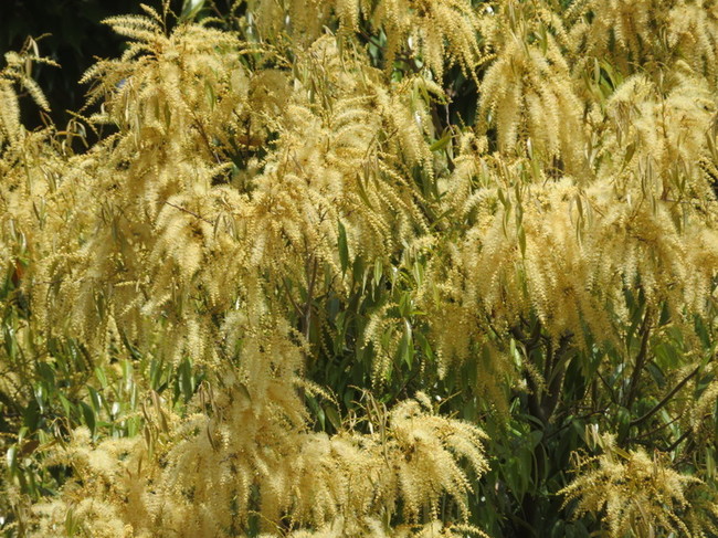 IMG_6461.jpg