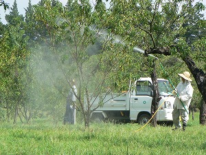 たまには管理の話を・・・ 今日の桃林は毛虫駆除のための薬剤を散布