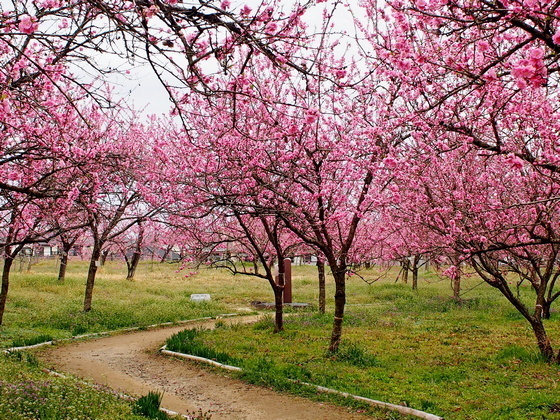 古河公方公園 古河総合公園 こうえんブログ 花桃開花状況