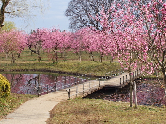 古河公方公園 古河総合公園 こうえんブログ 花桃開花状況