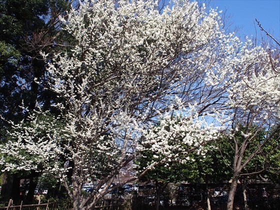 P3250010_R.JPG
