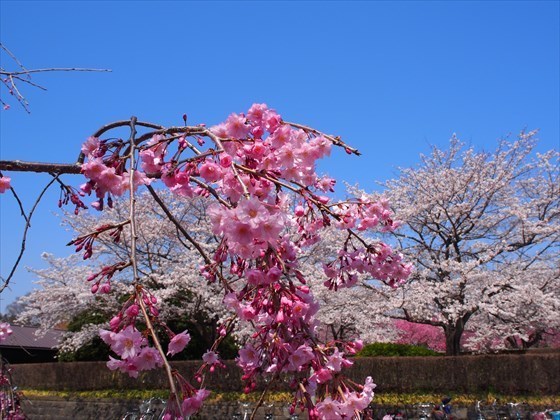 P3280010_R.JPG