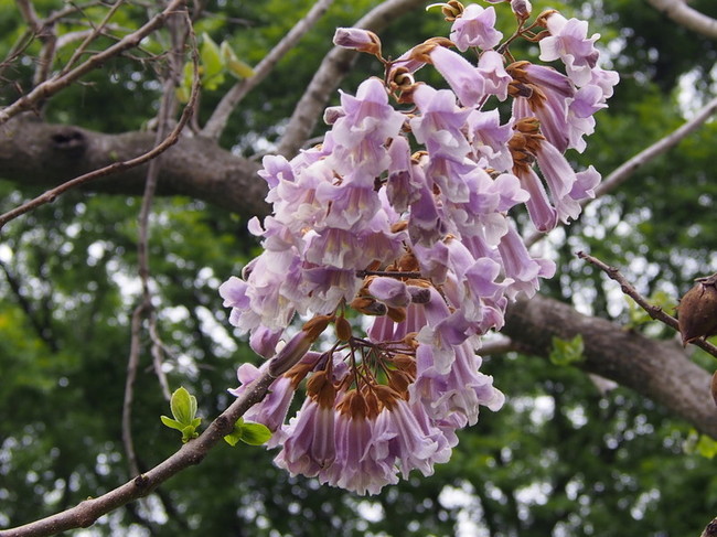 P4243812.jpg