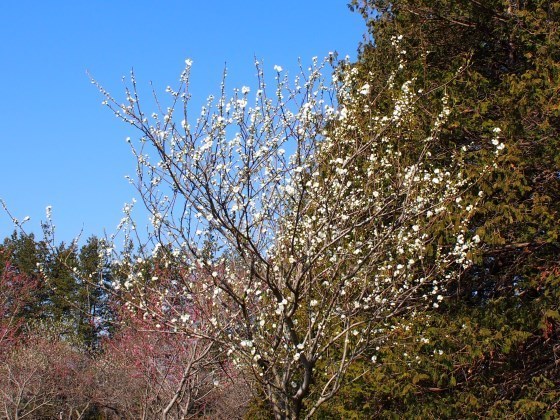 _RP3130006.JPG